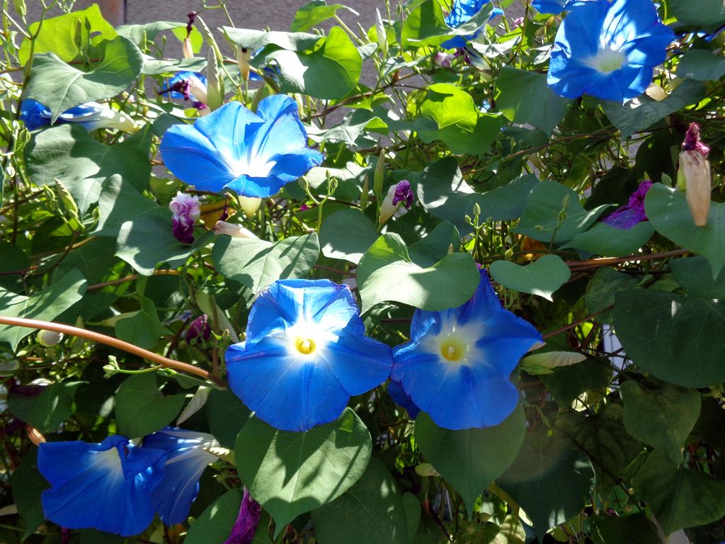 BulgarienAugust14%20(22).JPG