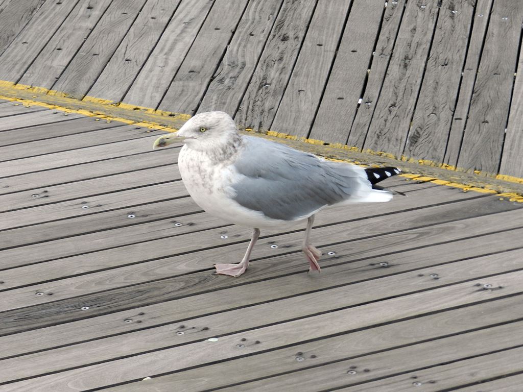DSCN2956.JPG