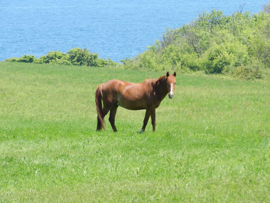 Pferd.jpg